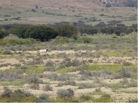 Tunesien  Bou-Hedma-NP Oryx-Antilopen