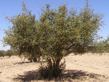 Marokko Anti-Atlas Argane-Baum