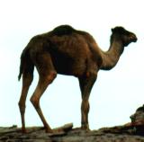 Libyen Kamel